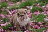 Daisy , a female English Bulldog for sale in Nashville, TN – Photo 1 of 2
