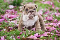 Daisy , a female English Bulldog for sale in Nashville, TN – Photo 2 of 2