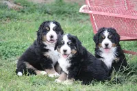 Little Bears, a  Bernese Mountain Dog for sale in Nashville, TN – Photo 2 of 5
