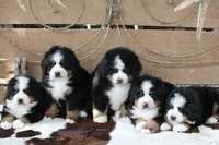 Little Bears, a  Bernese Mountain Dog for sale in Nashville, TN – Photo 3 of 5