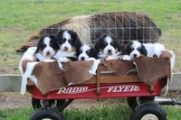 Little Bears, a  Bernese Mountain Dog for sale in Nashville, TN – Photo 5 of 5