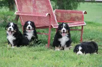 Little Bears, a  Bernese Mountain Dog for sale in Nashville, TN – Photo 4 of 5