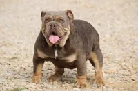 Roxy, a female English Bulldog for sale in Nashville, TN – Photo 1 of 4