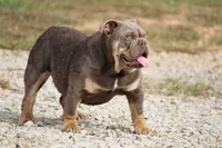 Roxy, a female English Bulldog for sale in Nashville, TN – Photo 2 of 4
