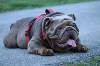 Roxy, a female English Bulldog for sale in Nashville, TN – Photo 4 of 4