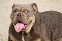 Roxy, a female English Bulldog for sale in Nashville, TN – Photo 3 of 4