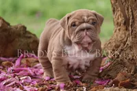 Hugh , a male English Bulldog for sale in Nashville, TN – Photo 2 of 4