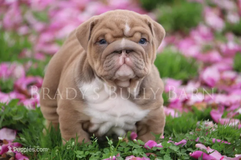 Hugh  – English Bulldog puppy for sale in Nashville, TN