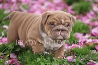 Hugh , a male English Bulldog for sale in Nashville, TN – Photo 3 of 4