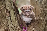 Hugh , a male English Bulldog for sale in Nashville, TN – Photo 4 of 4