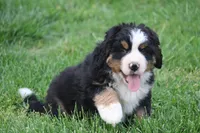 processed/5cee1baf-a1c4-4665-bf3b-b4f2dfb6d88e/listing/9c6bb8d1-a4f8-4feb-998b-c52df47bea5a/413f4bf4-f764-4896-84f4-c05c3f6bc2a7