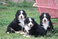 processed/5cee1baf-a1c4-4665-bf3b-b4f2dfb6d88e/listing/9c6bb8d1-a4f8-4feb-998b-c52df47bea5a/f76e58b9-4fde-4724-b3fb-c8e57b3c169c