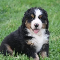 Moose, a  Bernese Mountain Dog for sale in Nashville, TN – Photo 4 of 7