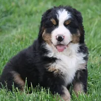 Moose, a  Bernese Mountain Dog for sale in Nashville, TN – Photo 7 of 7