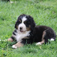 Moose, a  Bernese Mountain Dog for sale in Nashville, TN – Photo 2 of 7