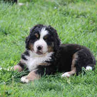 Moose, a  Bernese Mountain Dog for sale in Nashville, TN – Photo 5 of 7