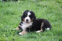 processed/5cee1baf-a1c4-4665-bf3b-b4f2dfb6d88e/listing/aa96459a-e7b0-4238-850c-3b2949ecd928/5420d38c-0fa7-4bf1-ae24-b4345f691687