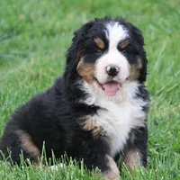 Moose, a  Bernese Mountain Dog for sale in Nashville, TN – Photo 3 of 7