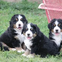 Moose, a  Bernese Mountain Dog for sale in Nashville, TN – Photo 6 of 7
