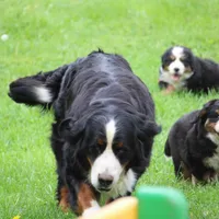 Moose, a  Bernese Mountain Dog for sale in Nashville, TN – Photo 1 of 7