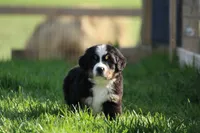 processed/5cee1baf-a1c4-4665-bf3b-b4f2dfb6d88e/listing/b860e2e6-8f2d-44da-bda9-6765e9028c15/2109f35e-f2d6-4b1a-8ed6-98d3f10b1d06