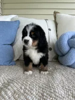 processed/5cee1baf-a1c4-4665-bf3b-b4f2dfb6d88e/listing/b860e2e6-8f2d-44da-bda9-6765e9028c15/251fcaa0-b9ed-4e1f-9883-6c8a6954fc2d