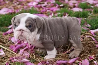 Sunny, a female English Bulldog for sale in Nashville, TN – Photo 2 of 4