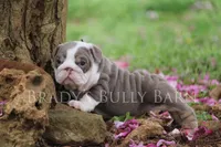 Sunny, a female English Bulldog for sale in Nashville, TN – Photo 4 of 4