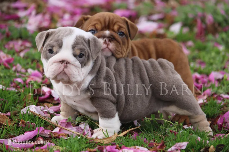 Sunny – English Bulldog puppy for sale in Nashville, TN