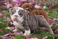 Sunny, a female English Bulldog for sale in Nashville, TN – Photo 1 of 4