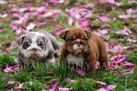 Sunny, a female English Bulldog for sale in Nashville, TN – Photo 3 of 4