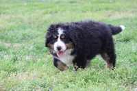 processed/5cee1baf-a1c4-4665-bf3b-b4f2dfb6d88e/listing/c71e5b7c-cb94-42db-870d-461cc3a0dfbb/22f250a3-364e-400f-bb0c-f6f94a2b4651