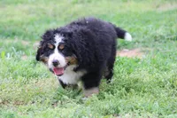 processed/5cee1baf-a1c4-4665-bf3b-b4f2dfb6d88e/listing/c71e5b7c-cb94-42db-870d-461cc3a0dfbb/4e5c2c72-de07-4b91-81ae-b4e1768f3e14