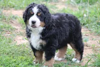 processed/5cee1baf-a1c4-4665-bf3b-b4f2dfb6d88e/listing/c71e5b7c-cb94-42db-870d-461cc3a0dfbb/df464e1e-2a48-48b5-be32-ac03c114af04