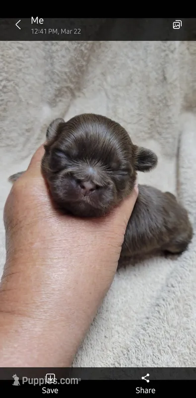 Chocolate boy, a male Shih Tzu for sale in White, GA – Photo 1 of 1