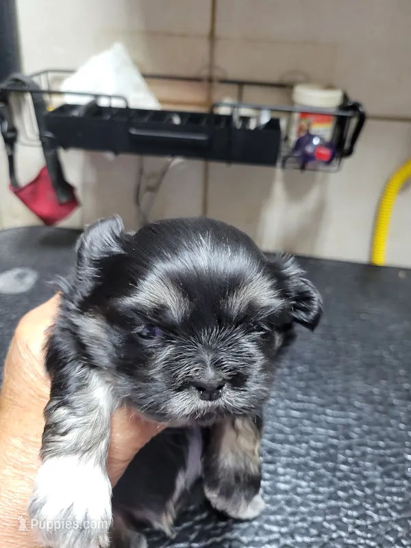Black (no white collar) – Shih Tzu puppy for sale in White, GA