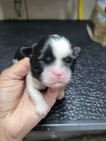 White/Black, a male Shih Tzu for sale in White, GA – 1 of 1