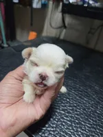 Snowboy, a male Shih Tzu for sale in White, GA – 1 of 2