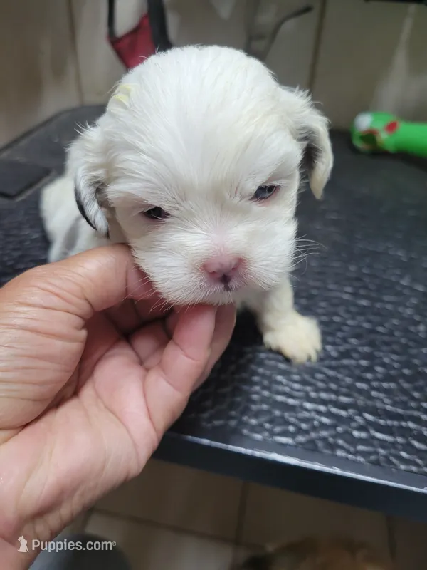 White/Blue – Shih Tzu puppy for sale in White, GA