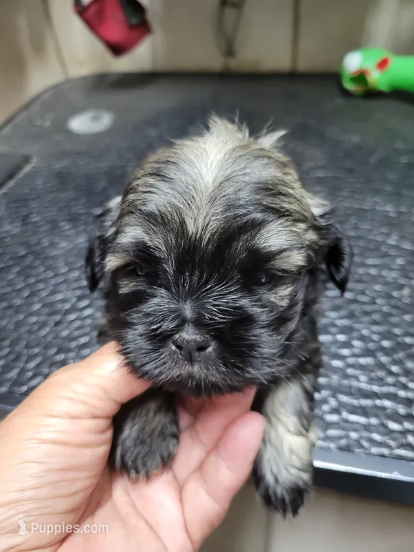 Brindle – Shih Tzu puppy for sale in White, GA