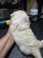 Snowboy, a male Shih Tzu for sale in White, GA – 3 of 5