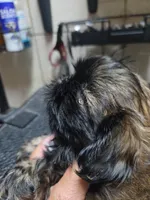 Imper, a male Shih Tzu for sale in White, GA – 3 of 3