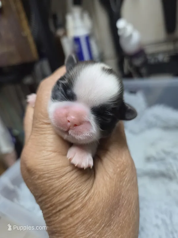 White Brindle Girl – Shih Tzu puppy for sale in White, GA