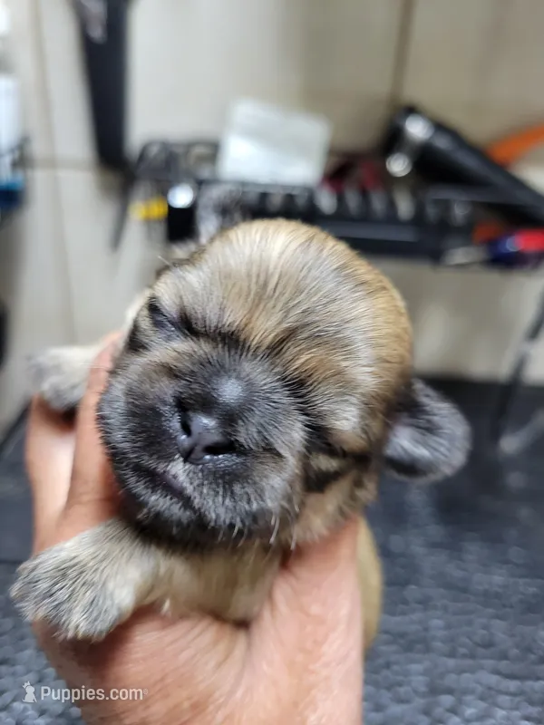 Gold – Shih Tzu puppy for sale in White, GA