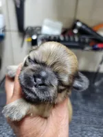 Gold, a male Shih Tzu for sale in White, GA – Photo 1 of 2