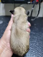 Gold, a male Shih Tzu for sale in White, GA – Photo 2 of 2