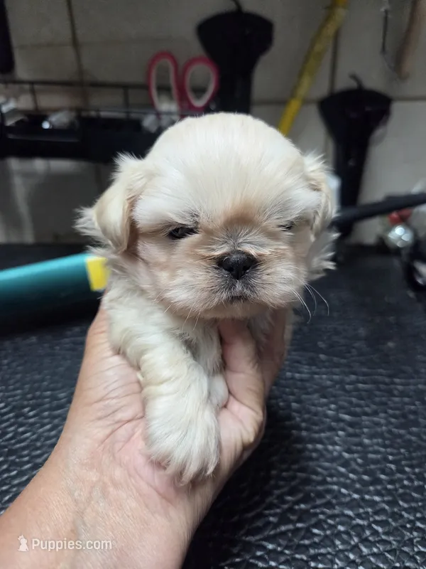 Snowboy – Shih Tzu puppy for sale in White, GA