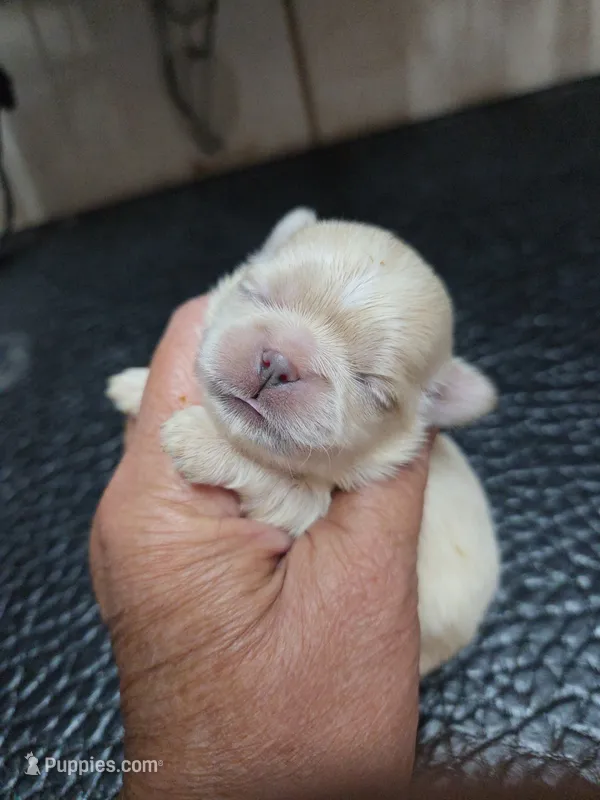 Lavender  – Shih Tzu puppy for sale in White, GA