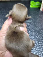 Chocolate girl with white chest, a female Shih Tzu for sale in White, GA – Photo 2 of 2