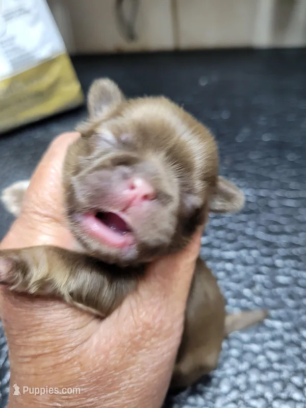 Chocolate girl with white chest – Shih Tzu puppy for sale in White, GA